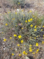 Psilostrophe cooperi