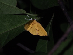 Corymica spatiosa