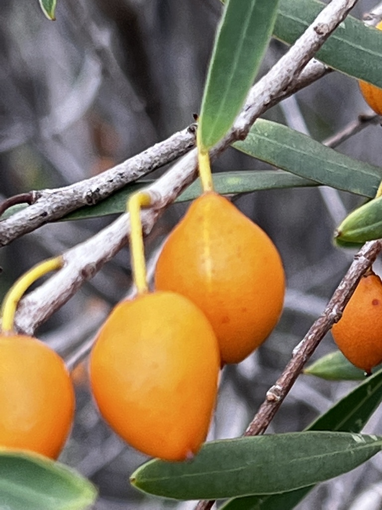 Pittosporum ligustrifolium