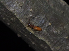 Coptotermes formosanus