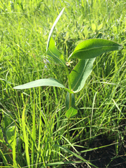 Asclepias meadii