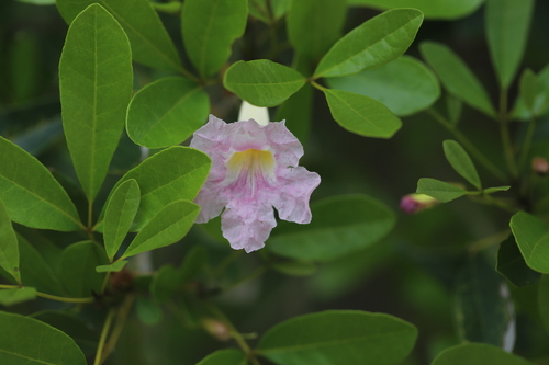 Tabebuia heterophylla