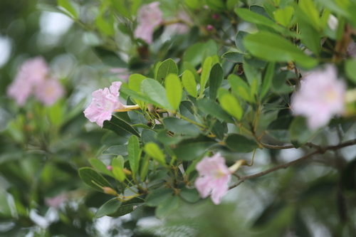 Tabebuia heterophylla