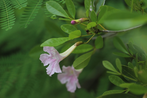 Tabebuia heterophylla