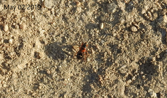 Prostemma hilgendorffi