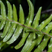 Common Glossy Hard Fern - Photo (c) magriet b, some rights reserved (CC BY-SA), uploaded by magriet b