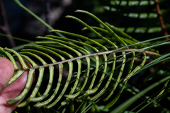 Blechnum punctulatum punctulatum