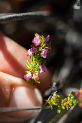 Erica intervallaris