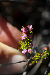 Erica intervallaris
