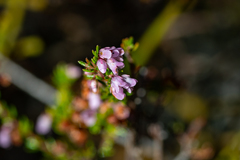 Erica intervallaris