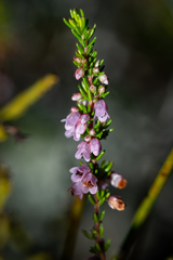 Erica intervallaris