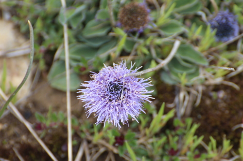 Image of Common Blue Daisy (Globularia vulgaris) by (c) Fran Gonzalez, some rights reserved (CC BY)
