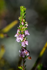 Erica intervallaris