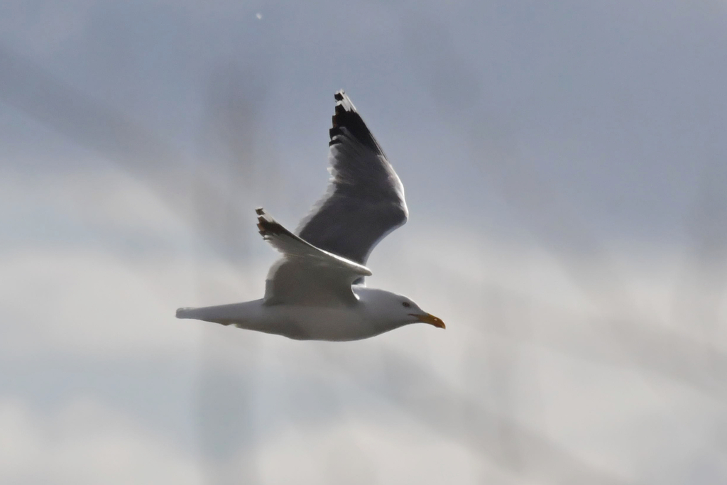 Steppe Gull from Карасукский р-н, Новосибирская обл., Россия on April ...