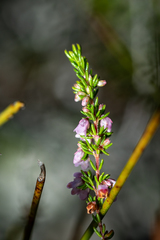 Erica intervallaris