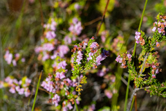 Erica intervallaris