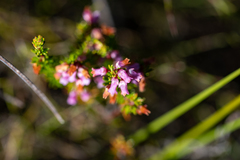 Erica intervallaris