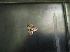 Blenina malachitis