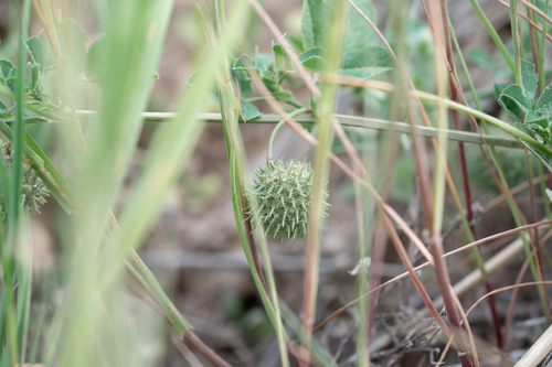 Medicago ciliaris, photograph 2