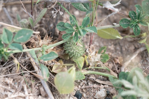 Medicago ciliaris, photograph 1