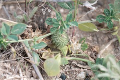 Eleftherios Katsillis, CC BY, iNaturalist via GBIF Medicago ciliaris, photograph Eleftherios Katsillis, CC BY, iNaturalist via GBIF