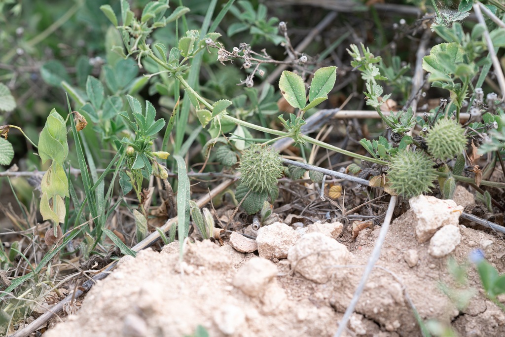 Medicago ciliaris; photograph Eleftherios Katsillis, CC BY, iNaturalist via GBIF