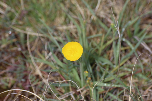 Image of Ranunculus gramineus by (c) Fran Gonzalez, some rights reserved (CC BY)