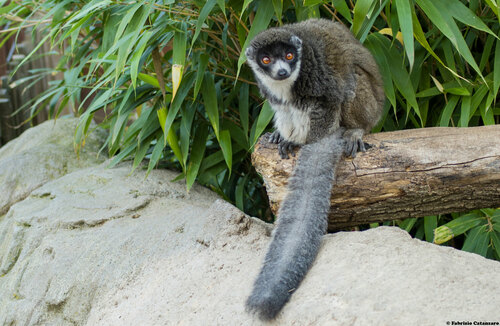 Mongoose Lemur