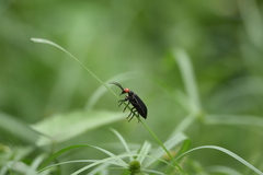 Epicauta mannerheimi