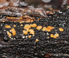 Trichoderma nothescens