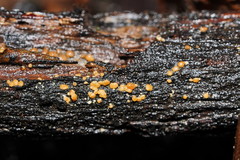 Trichoderma nothescens