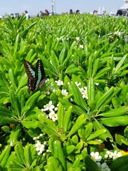 Graphium sarpedon nipponum