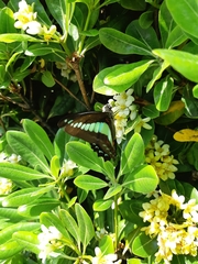 Graphium sarpedon nipponum