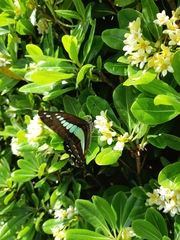 Graphium sarpedon nipponum