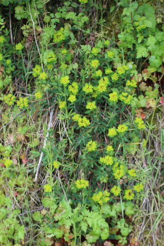 Image of Euphorbia flavicoma by (c) Fran Gonzalez, some rights reserved (CC BY)