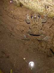 Limnonectes kuhlii