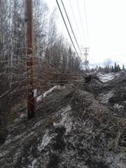 Salix pseudomonticola