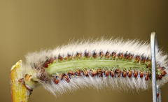 Salix pseudomonticola