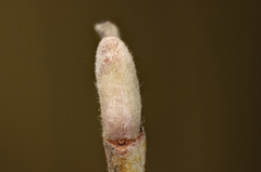 Salix pseudomonticola