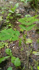 Albizia julibrissin julibrissin