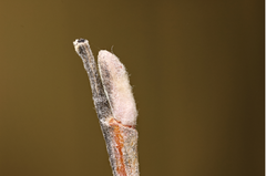 Salix pseudomonticola