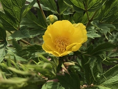 Paeonia delavayi