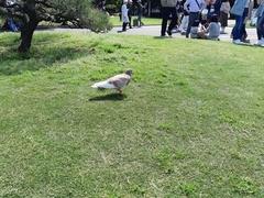 Columba livia domestica