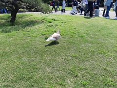 Columba livia domestica
