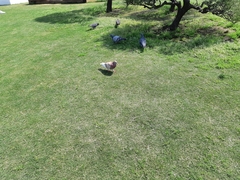 Columba livia domestica