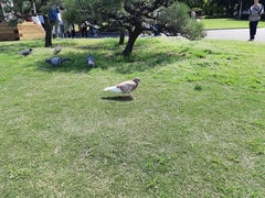 Columba livia domestica