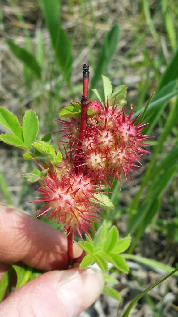 spiny rose gall wasp