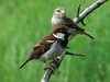 Italian Sparrow - Photo (c) mauro_fioretto, some rights reserved (CC BY-NC)