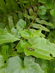 Apalacris varicornis