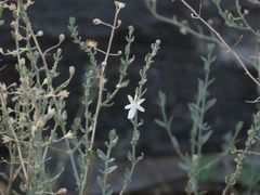 Teucrium racemosum